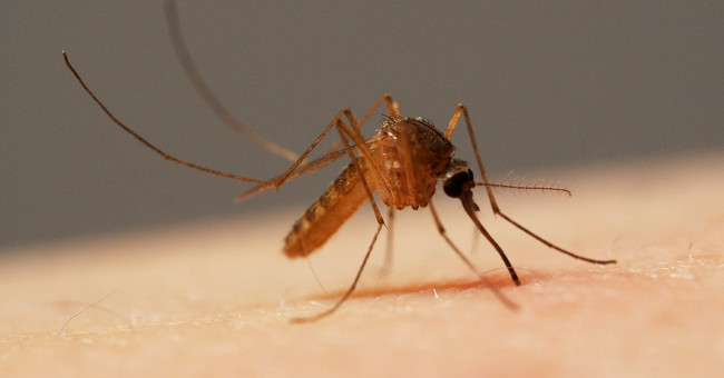 Interesting findings about mosquitoes