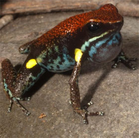 Interesting findings: Colorful colors help frogs