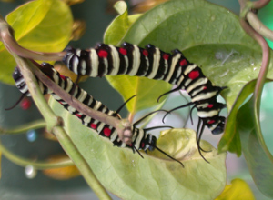 Interesting insect world
