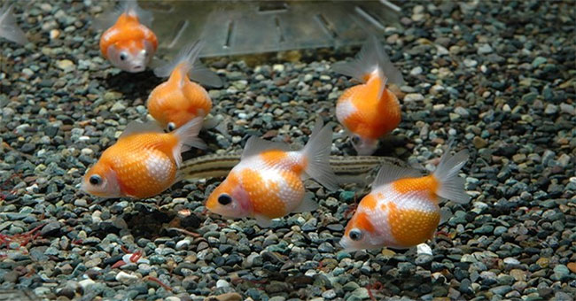 Interesting like goldfish round like a ping pong ball