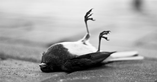 Interesting mysterious phenomena in the animal world