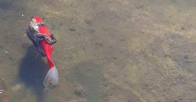 Interesting open fish species 'grab service' like humans