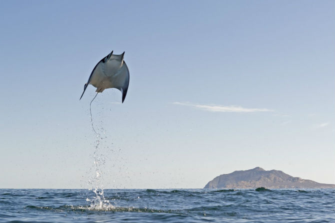 Interesting photos record rays that fly into the air