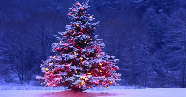 Interesting secrets about Christmas trees