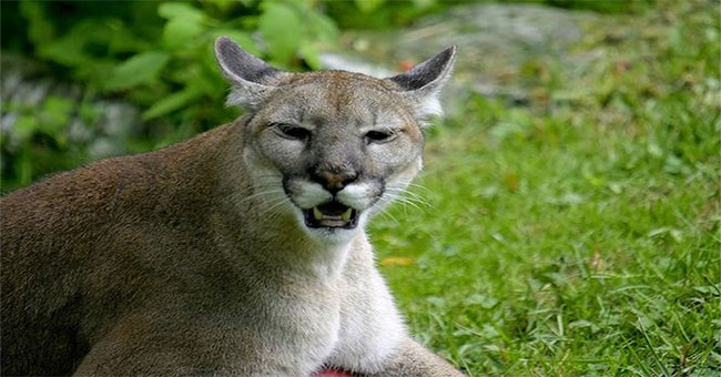 Interesting things about cougars