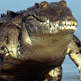 Interesting things about crocodiles