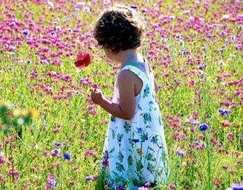 Interesting things about flowers
