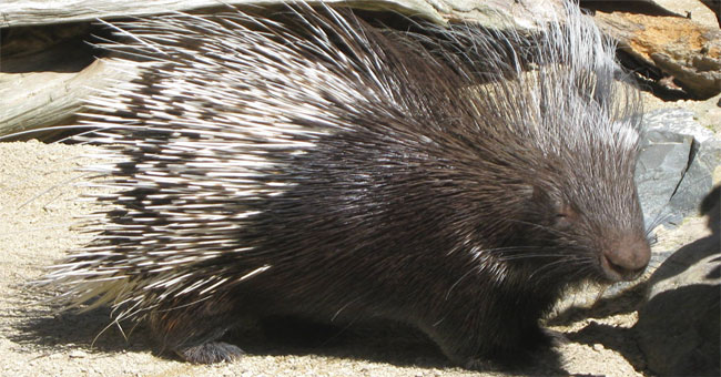 Interesting things about hedgehogs may not be known