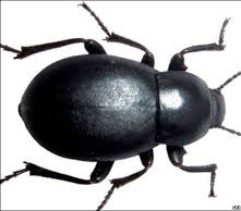 Interesting things about insects