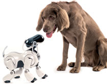 Interesting things about robots (the end)
