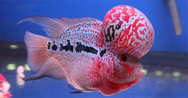 Interesting things about seabass