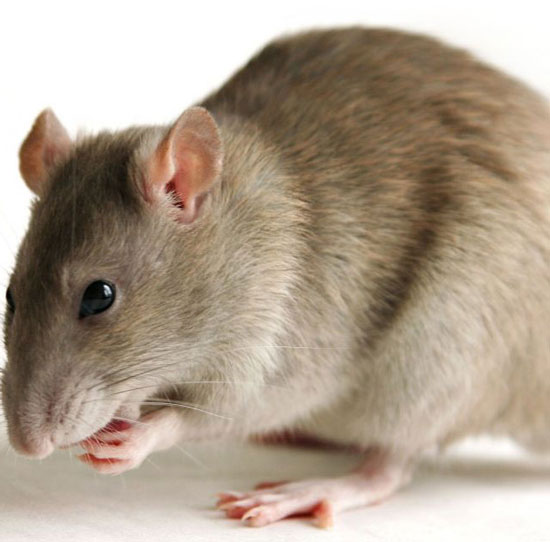 Interesting things few people know about rats