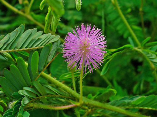 Interesting things in the plant world