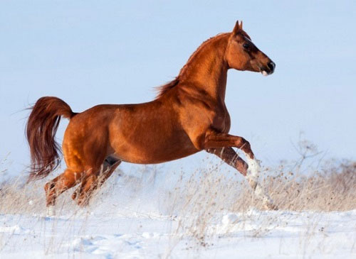 Interesting things of horses