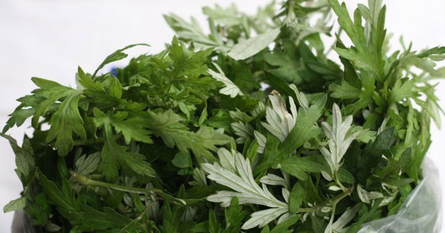 Interesting truth about mugwort