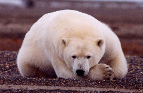 Internet threatens rare animals
