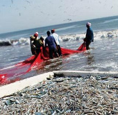 Interpol prevents illegal fishing in the Pacific