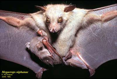 Into the forest, catch bats