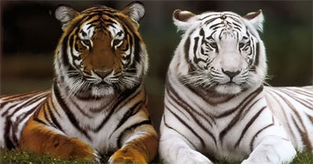 Introducing the world's largest tiger and tiger