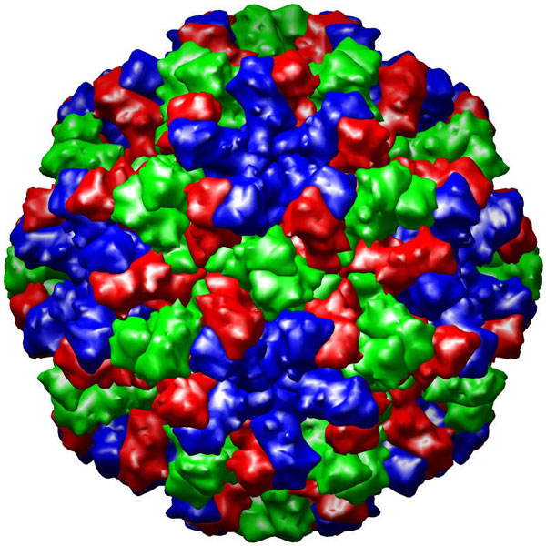 Invented vaccine to prevent diarrhea-causing agents