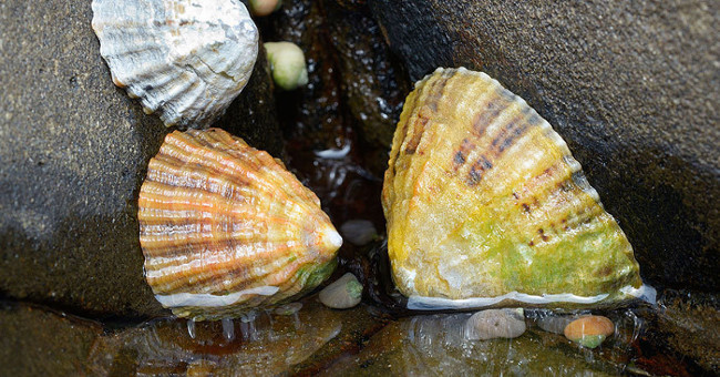 Inventing shock for aircraft thanks to ... snail teeth