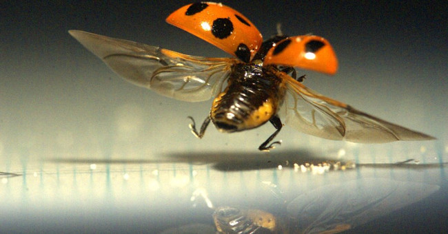 Inventing the umbrella does not overturn despite being blown by the wind ... the ladybug wings