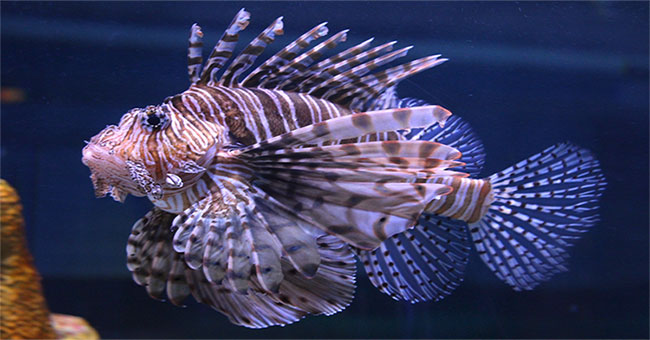 Invention robot destroying lion fish