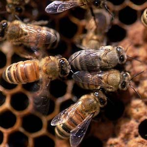 Investigate the death of 20,000 bees