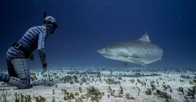 Invisibility cloak: Go swimming with sharks ... not afraid!