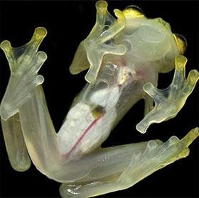 'Invisible frogs' to avoid enemies