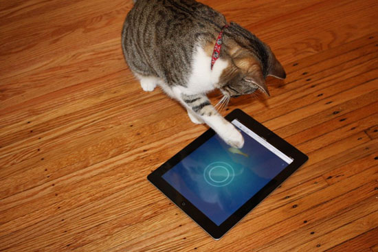 Ipad for cats