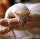 IPS cells do not cause rejection in experimental mice