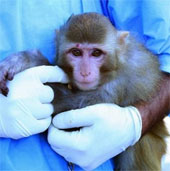 Iran is about to bring living creatures to space