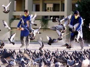 Iran is highly alert to bird flu