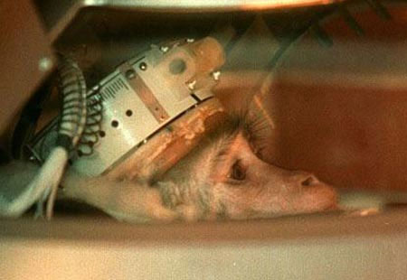 Iran will bring monkeys to space