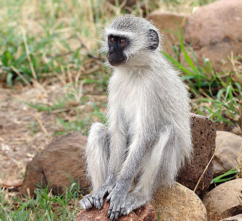 Iran will postpone indefinitely the project of bringing monkeys to space