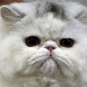 Iran will put cats in space