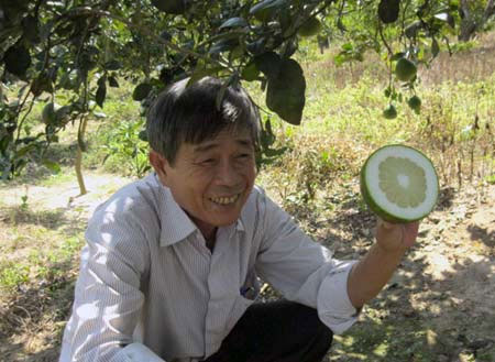 Irradiation creates seedless pomelos