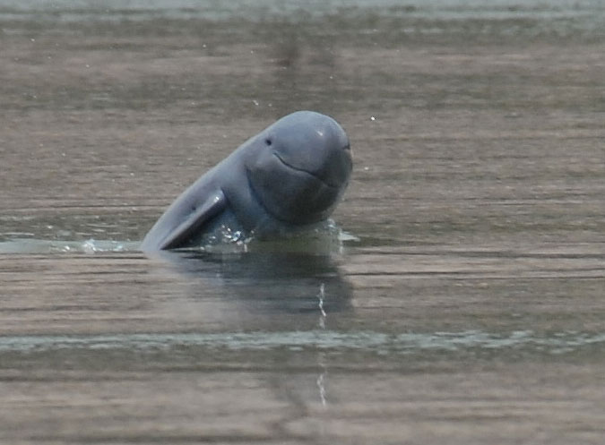 Irrawaddy dolphin conservation effort in the Mekong River