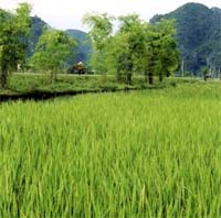 IRRI helps Vietnam to prevent pests on rice