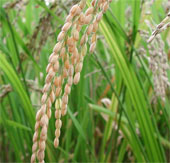 IRRI successfully developed super-salty rice varieties