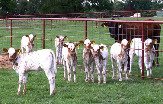 Is animal meat asexual reproduction safe?