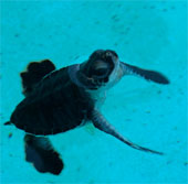 Is climate change really good for sea turtles?