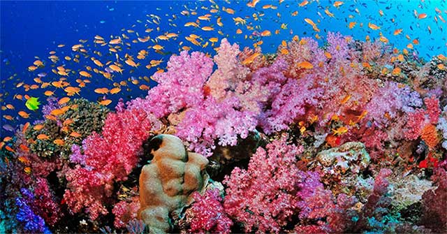 Is coral a plant or animal?