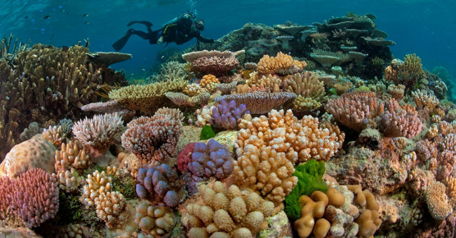 Is coral an animal or a plant?