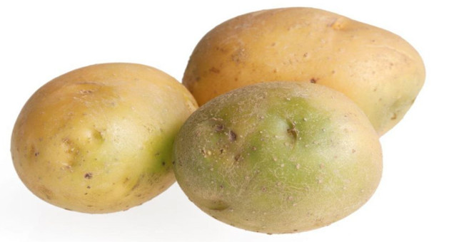 Is eating green potatoes dangerous?