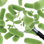 Is food containing beneficial bacteria as good as advertising?