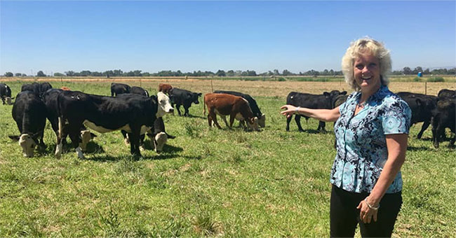 Is genetically modified beef easy to eat?
