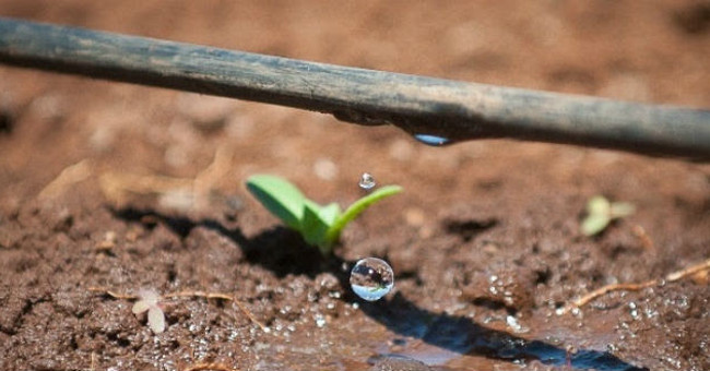 Is Israeli clean vegetable technology extremely safe?  Not necessarily