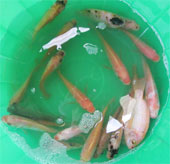 Is medicine harmful to fish or pigs?